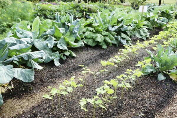 Vegetables, Herbs, Niagara Garden Centre