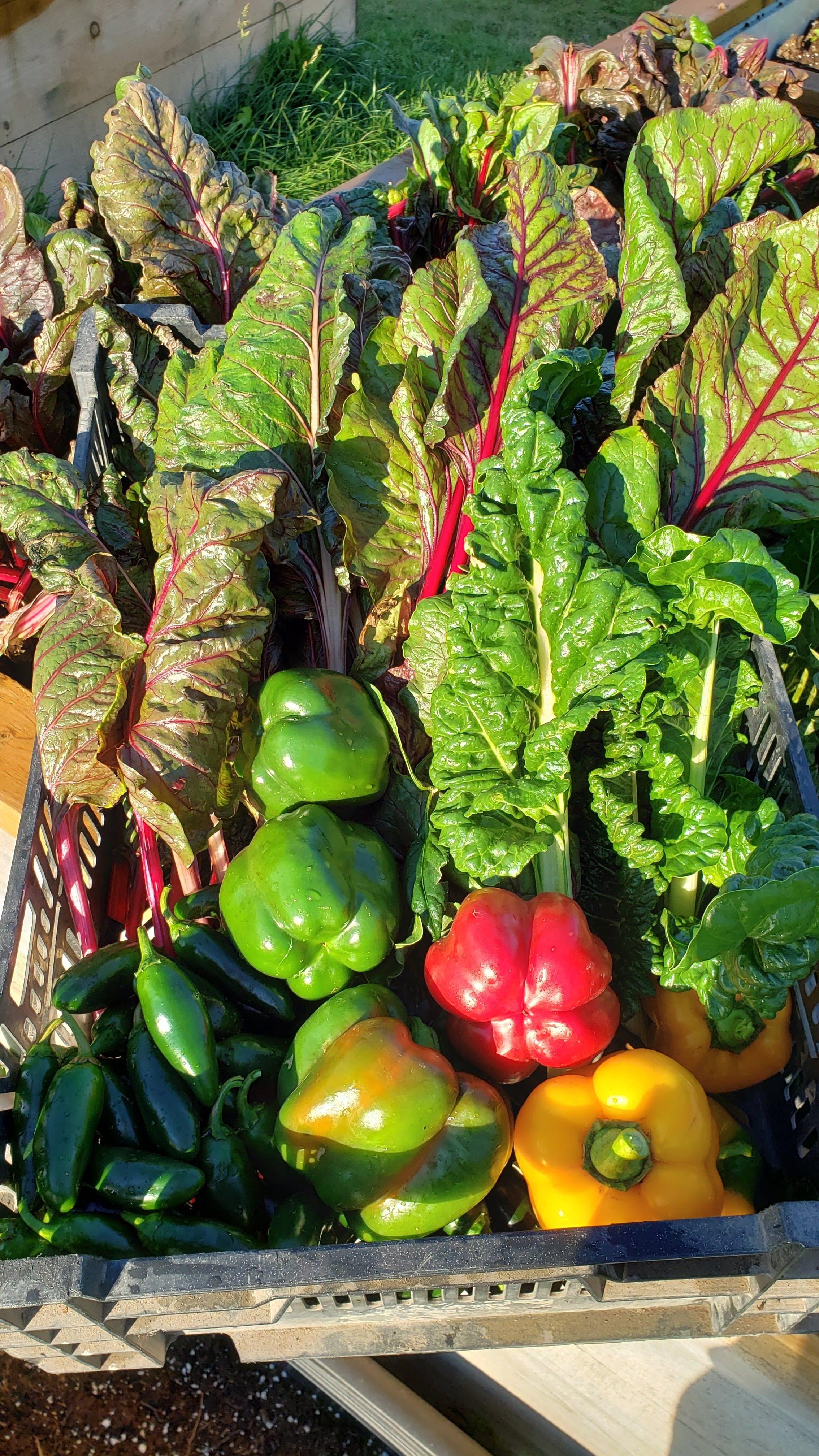 harvest on october 8th