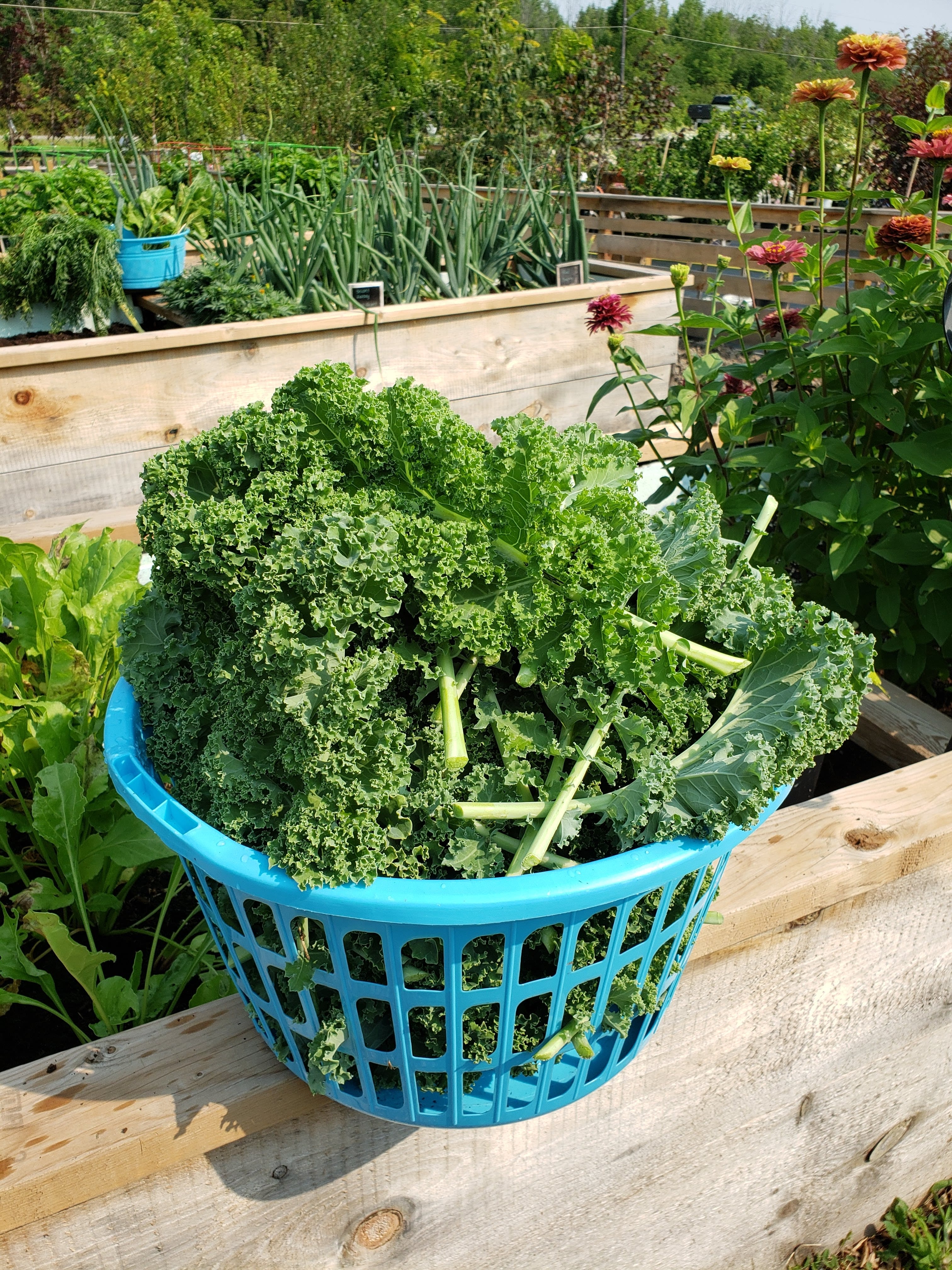 kale