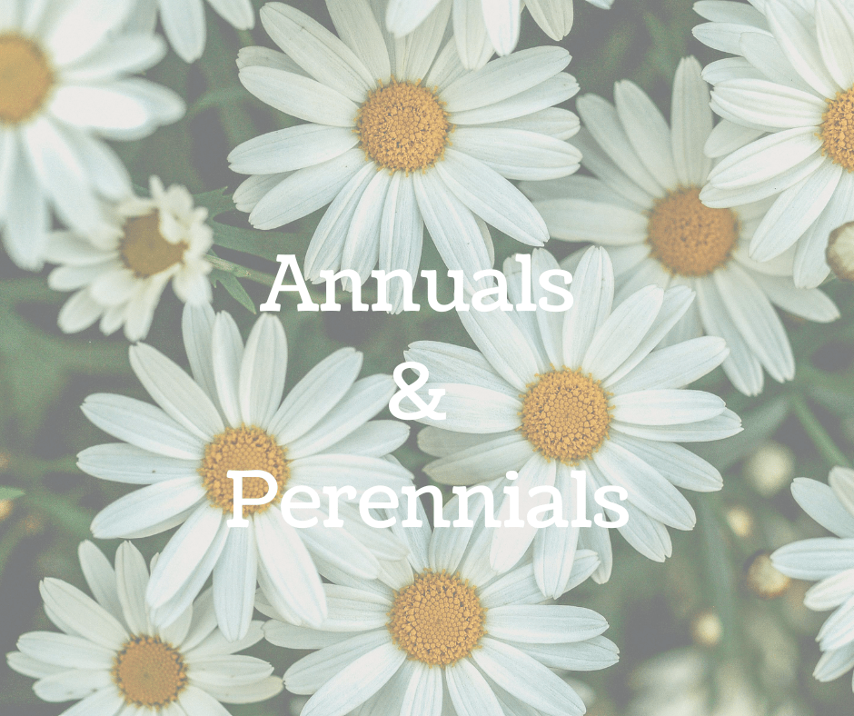 Annuals & Perennials