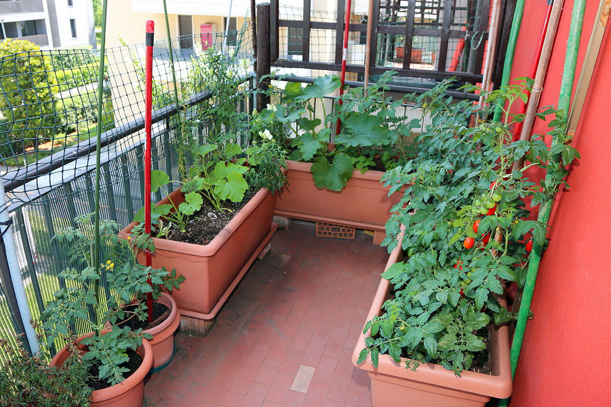 Balcony Planting