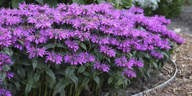 Monarda