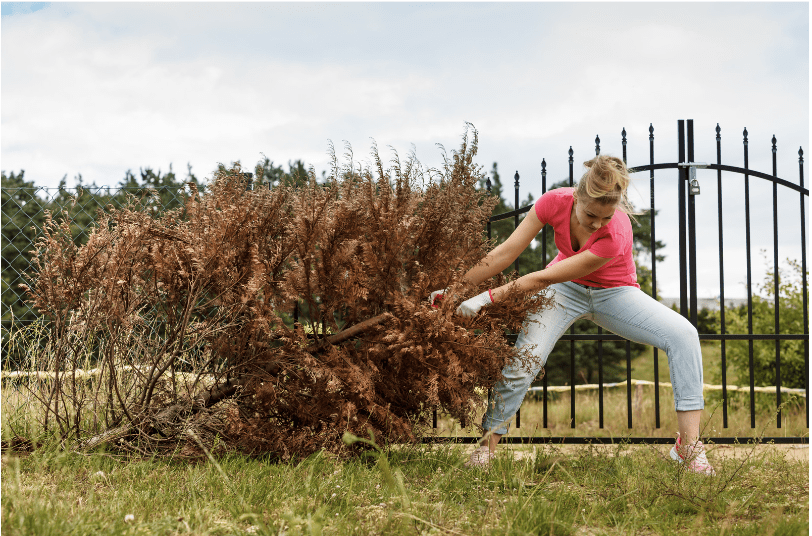 woman pulling a dead tree 