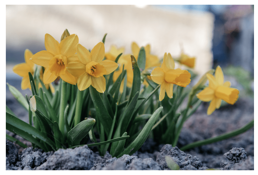 daffodils