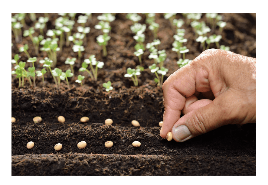 planting seeds