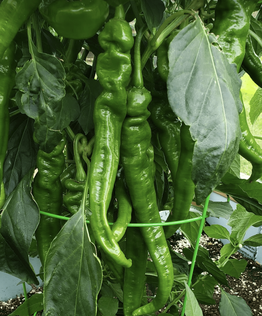 Green Peppers