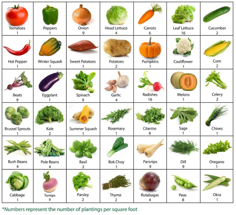Chart of Vegetables for Square Foot Gardening