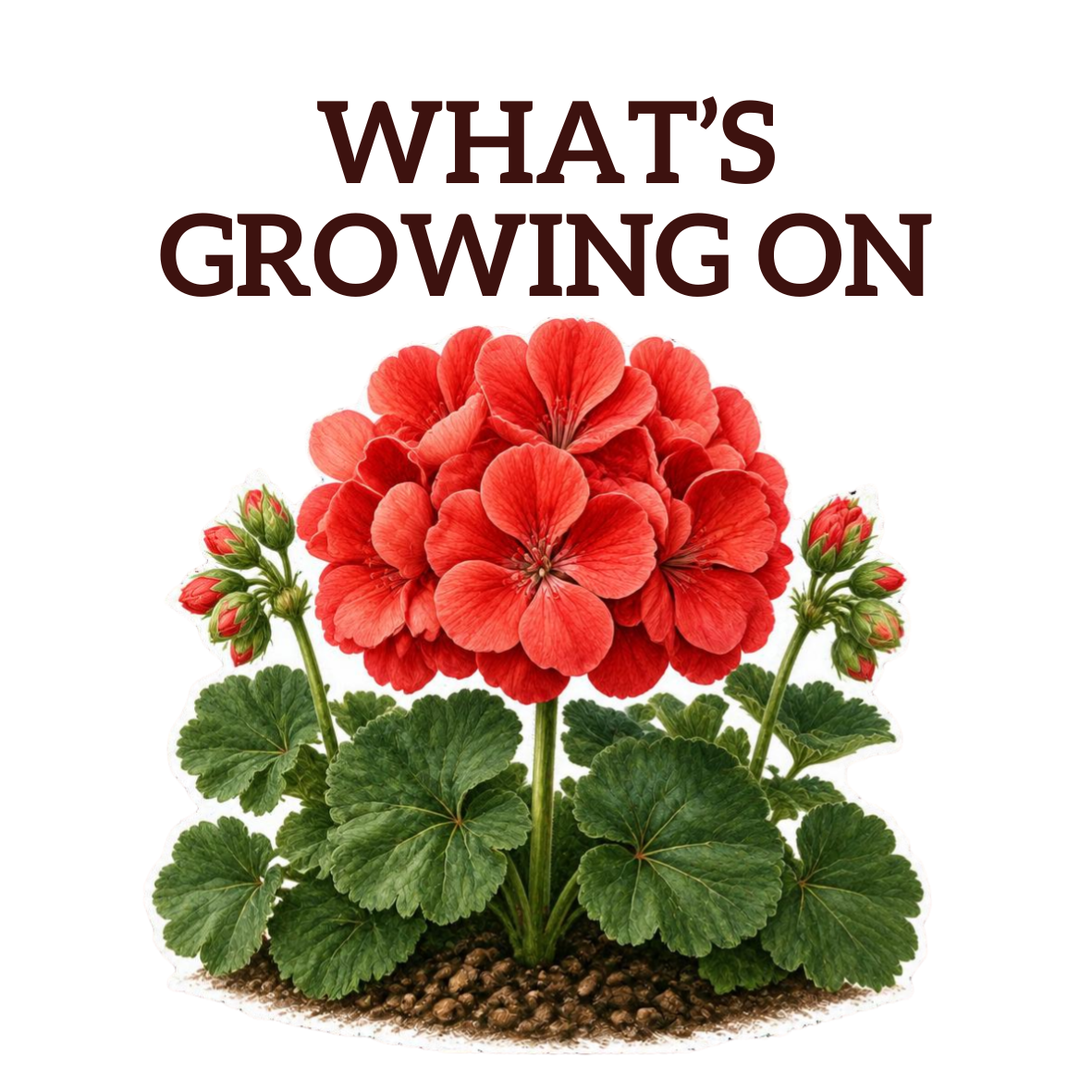 BOGO Promotion Niagara Flowers