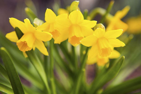 Daffodil Bulbs, Niagara Garden Centre