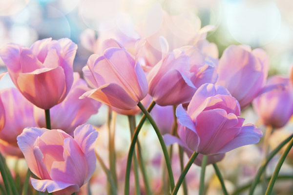 Tulip Bulbs, Niagara Garden Centre