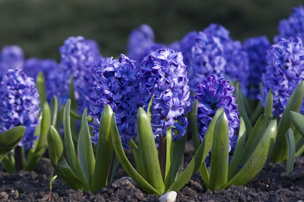 Hyacinth Bulbs, Niagara Garden Centre