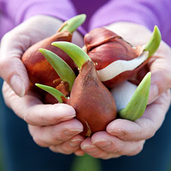 Flower Bulbs, Niagara Garden Centre