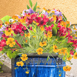 Container Gardening, Niagara