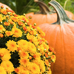 Fall Garden Guide Niagara