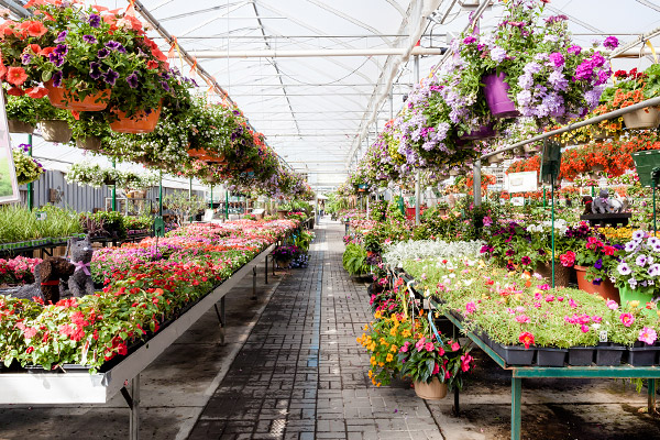 Annual & Perennial Flowers, Niagara Garden Centre