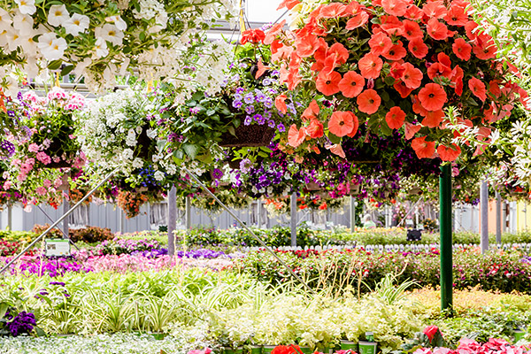 Annual & Perennial Flowers, Niagara Garden Centre