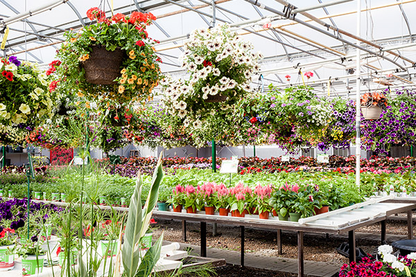 Annual & Perennial Flowers, Niagara Garden Centre