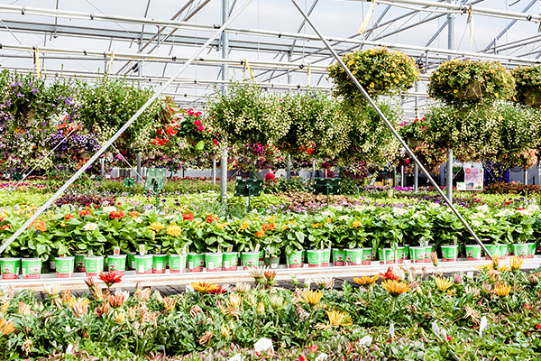 Annual & Perennial Flowers, Niagara Garden Centre