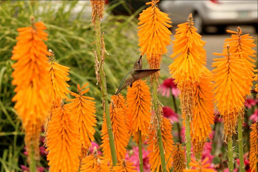 knipofia
