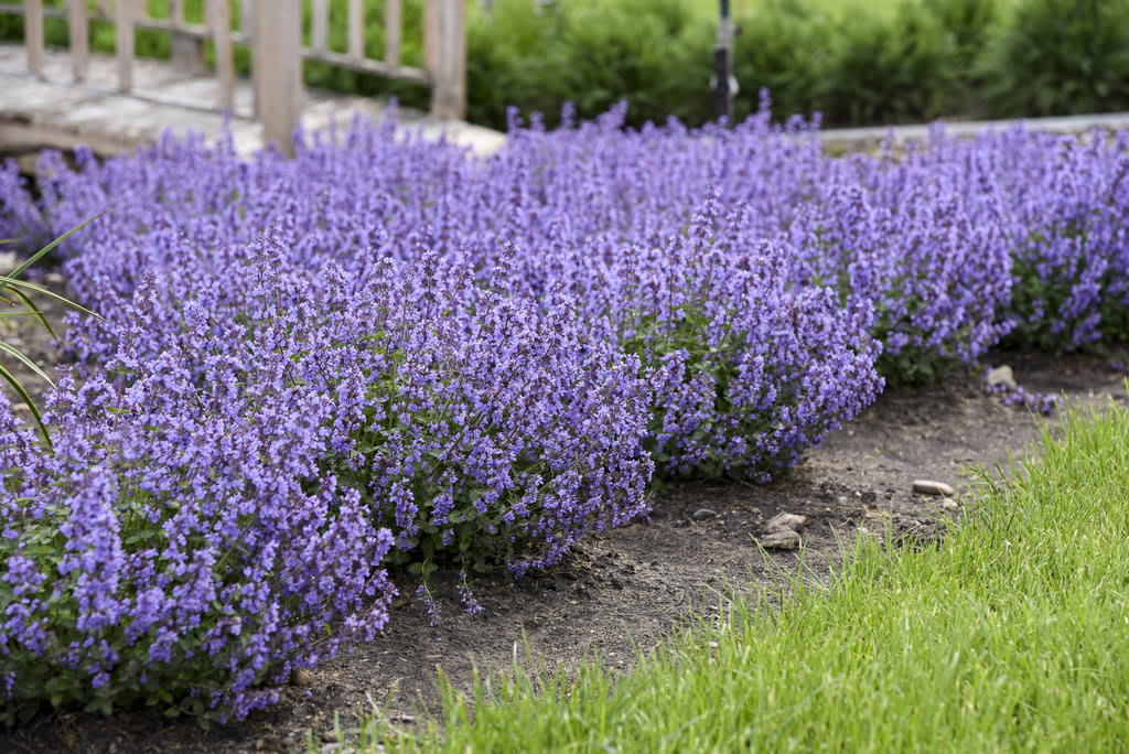 row of lavender