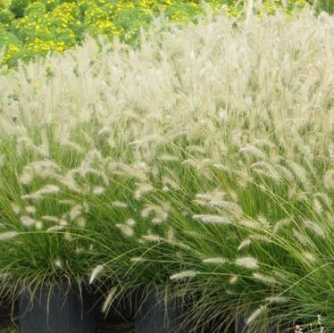 white grass