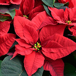 Seasonal Plants, Niagara Garden Centre