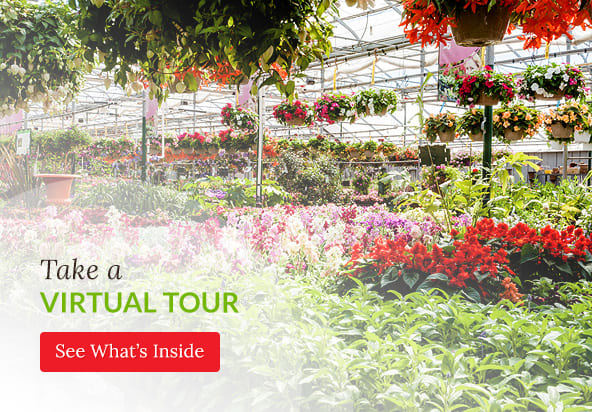 Take a Virtual Tour, Country Basket Garden Centre