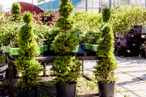 Trees & Shrubs, Niagara Garden Centre