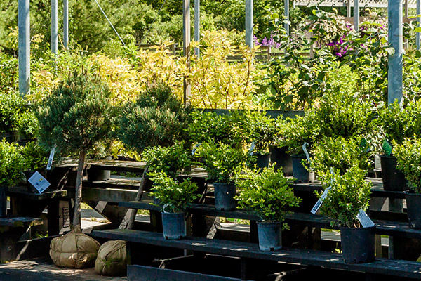 Trees & Shrubs, Niagara Garden Centre