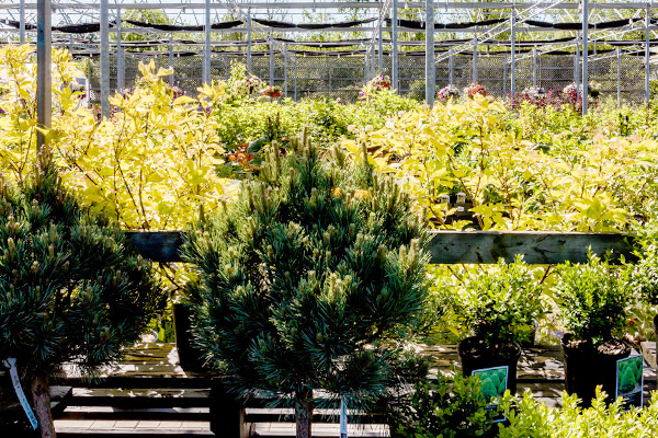 Trees & Shrubs, Niagara Garden Centre