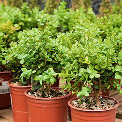 Trees & Shrubs, Niagara Garden Centre