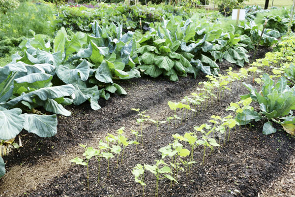 Vegetables, Herbs, Niagara Garden Centre
